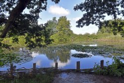 Sheepwash Pond at Hatchlands Park Wallpaper