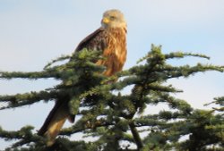 red kite Wallpaper