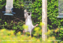 Rat on Bird Feeder, Acton Turville, Gloucestershire 2021 Wallpaper