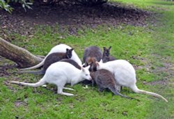 Wallabies at Leonardslee Gardens Wallpaper