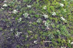 Snowdrops at Hever Castle Garden Wallpaper