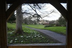 Snowdrops at Hever Castle Garden Wallpaper