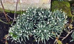 Snowdrops at Hever Castle Garden Wallpaper