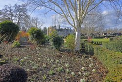 Snowdrops at Hever Castle Garden Wallpaper