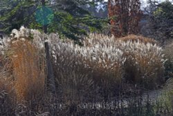 Grasses along Diana's Walk at Hever Castle Gardens Wallpaper