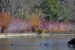 RHS Garden at Wisley Wallpaper