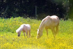 Horses and buttercups, Gomersal, West Yorkshire Wallpaper