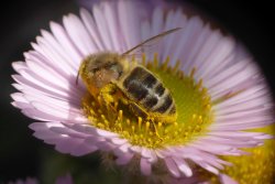 Bee on an Aster Wallpaper