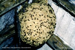 Wasps Nest in old Farm Building, Little Badminton, Gloucestershire Wallpaper