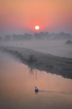 Lonely Swan