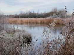 Frosty Morning RSPB Old Moor Wallpaper