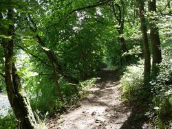 Storrs Wood, Cudworth Wallpaper