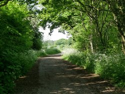 Woodland Walk at Wintersett Wallpaper