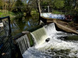 Weir on River Dearne Wallpaper