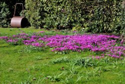 Cyclamen in the grounds of Brodsworth Hall Wallpaper