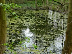 Pond at Carlton Marsh Wallpaper