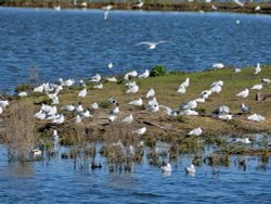 Gull Island RSPB Old Moor Wallpaper