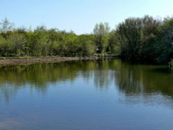 New Pond RSPB Old Moor Wallpaper