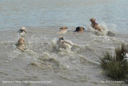 Badminton Horse Trials, Gloucestershire 2023 Wallpaper