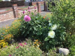 Giant Dahlia Flowers in Clacton-on-Sea Essex Wallpaper