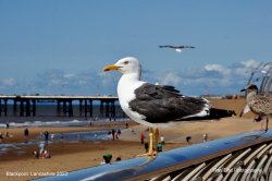 Seagull, Blackpool, Lancashire 2023 Wallpaper