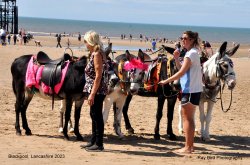 Donkeys, Blackpool, Lancashire 2023 Wallpaper