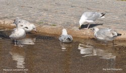 Seagulls,  Blackpool, Lancashire 2023 Wallpaper