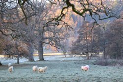 Woodland Sheep at Brampton Bryan Wallpaper