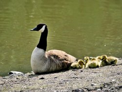 Canada Goose and Chicks Wallpaper