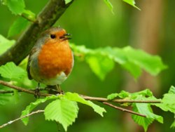 Robin perched in Tree Wallpaper