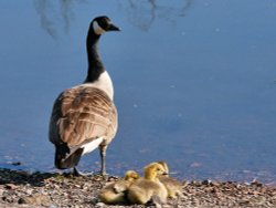 Canada Goose and Chicks at Rabbit Ings Wallpaper