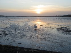 Beautiful sunset over Christchurch harbour from Mudeford Quay complete with swan! Wallpaper