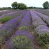 Norfolk Lavender Farm, Heacham