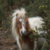New Forest Pony, Lyndhurst