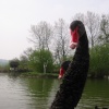 Black Swans on the lake at Amberley Castle, West Sussex