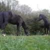 Black Horses. The Blackdown hills in Somerset