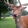 A picture of Dunham Massey