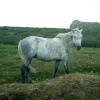 Beautiful horse in South England
