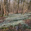 This picture of snowdrops was taken at Otterford lakes, in the Blackdown hills, Somerset