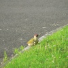 This pic of a Green Woodpecker was taken from our kitchen window, in Chard, Somerset