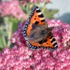 Tortoiseshell butterfly on a summers day