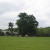 New Forest ponies