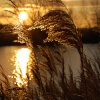 Reeds at sunrise, Kingsbury Water Park, Kingsbury, North Warwickshire.