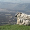 Picture of Ram on Exmoor