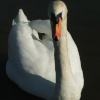 Wildlife in England - Swan in Leeds Castle, Maidstone, Kent.