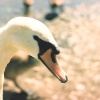 A beautiful swan at Clumber Park, Worksop, Notts