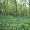 Swithland Woods, Leicestershire