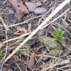 While gardening we found this bouncy little toad in our garden in Worksop, Nottinghamshire