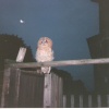 A tawny Owl visits my garden a few years ago. In Worksop, Nottinghamshire