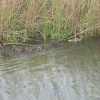 Duck and ducklings on River Test